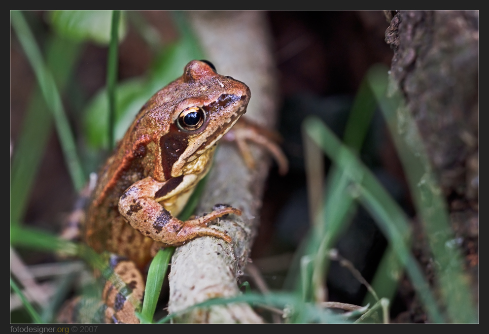 « Junger Grasfrosch (Rana temporaria) »