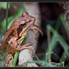 « Junger Grasfrosch (Rana temporaria) »