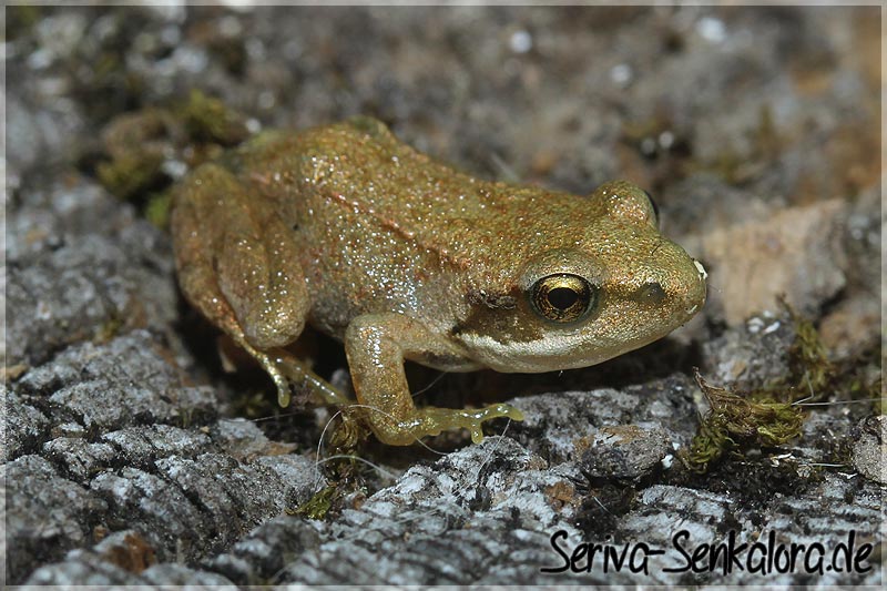 junger Grasfrosch - Rana temporaria