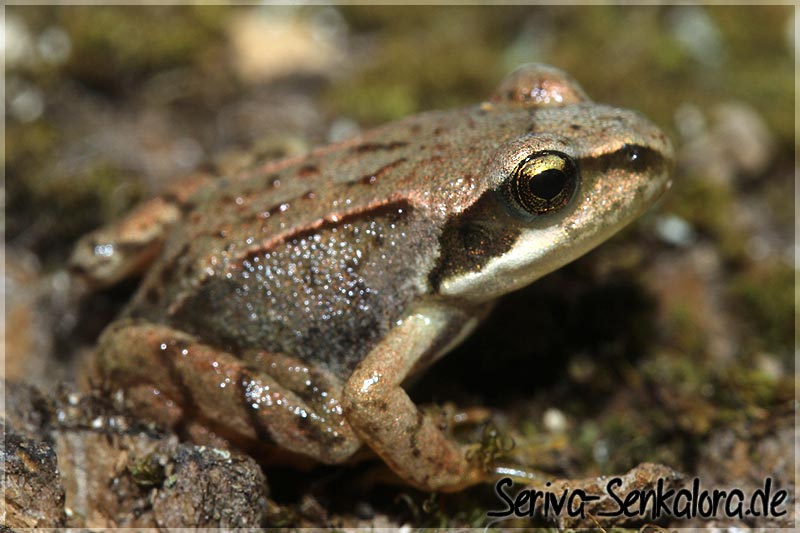 junger Grasfrosch - Rana temporaria II