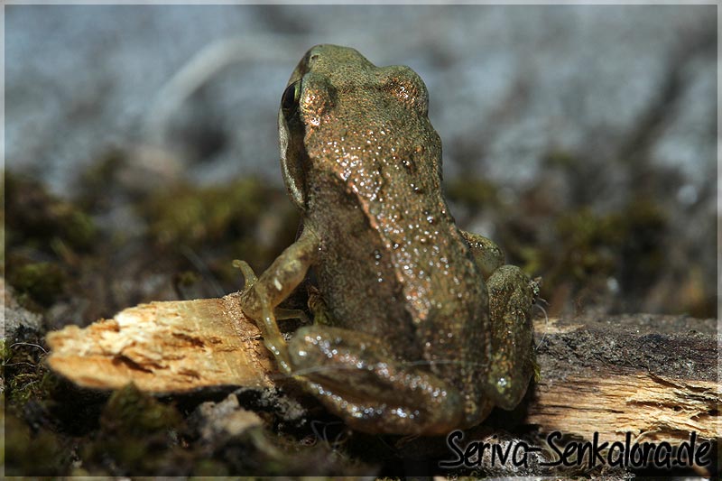 junger Grasfrosch - Rana temporaria III