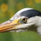 Junger Grauer guckt auf alten Grauen