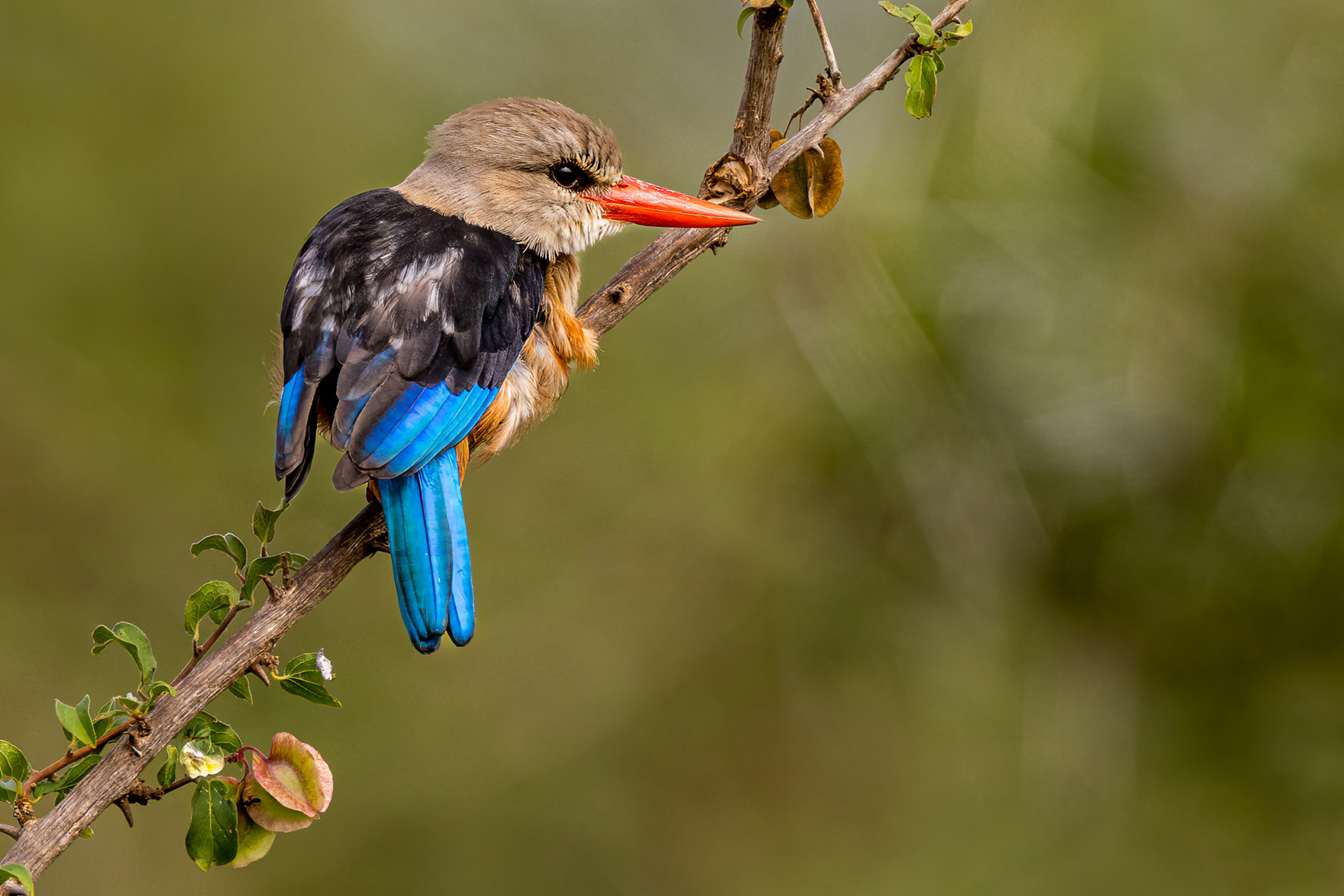 Junger Graukopfliest (Grey-headed Kingfisher)