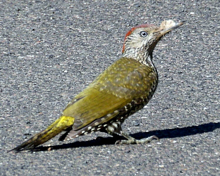 junger Grauspecht auf Futtersuche