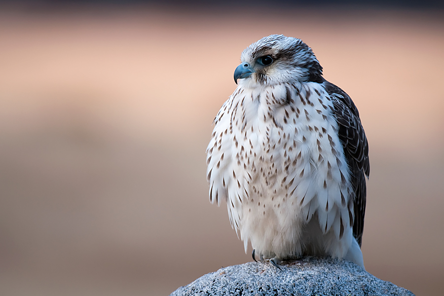 junger Greifvogel