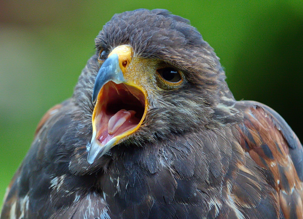 Junger Greifvogel