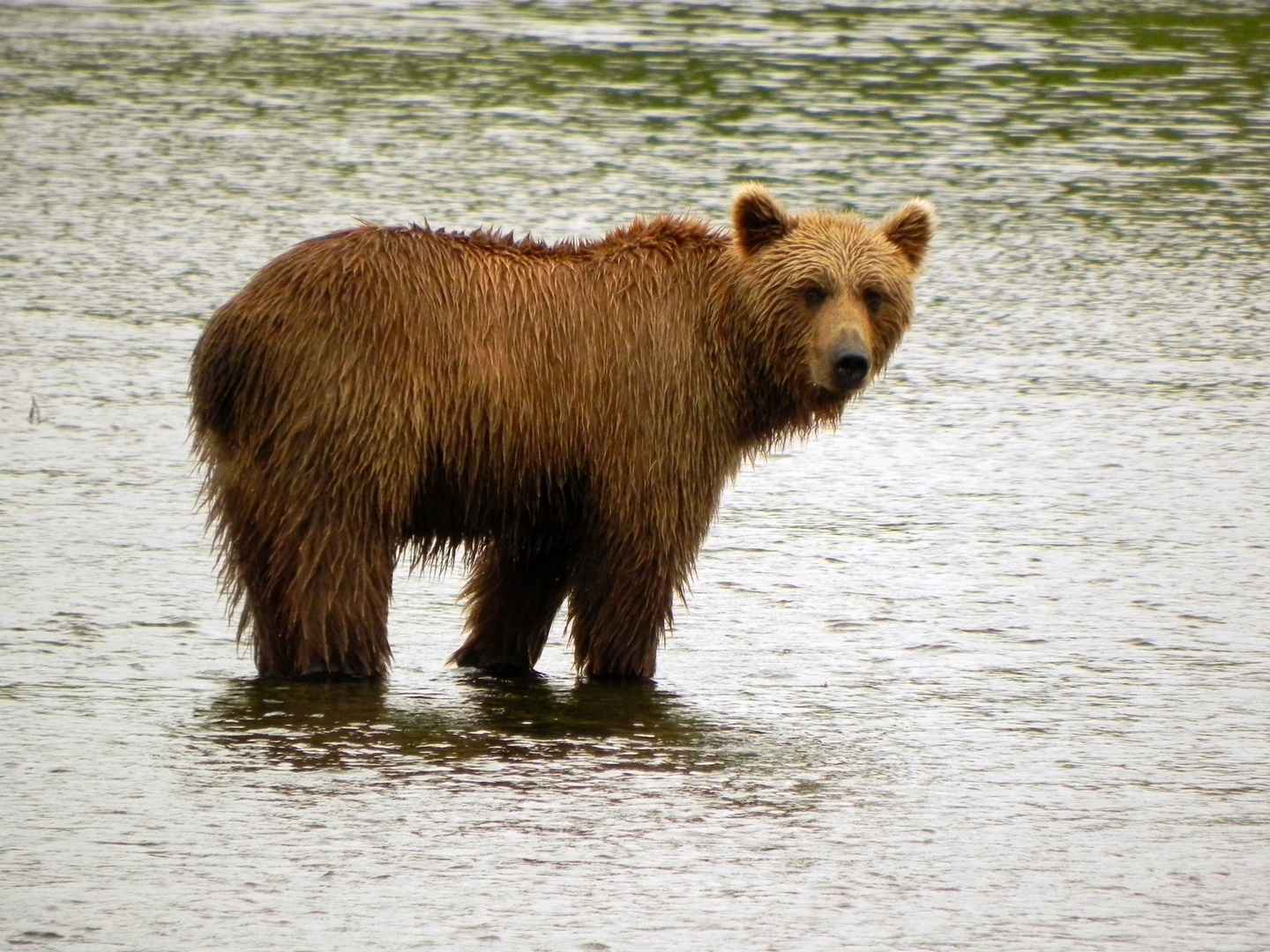junger Grizzly - Alaska - hat mich gewittert