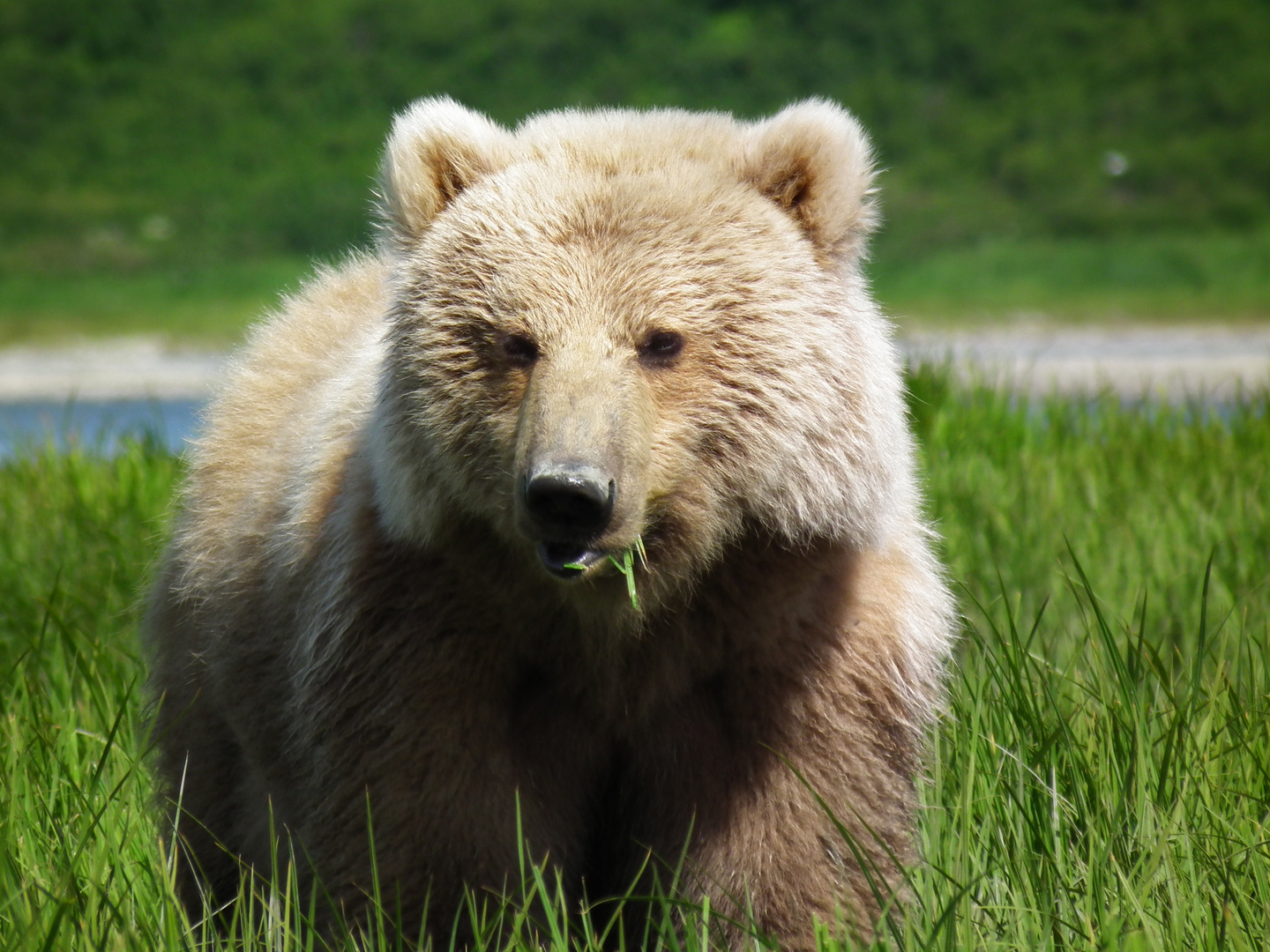 Junger Grizzly Bear - Alaska