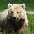 Junger Grizzly Bear - Alaska