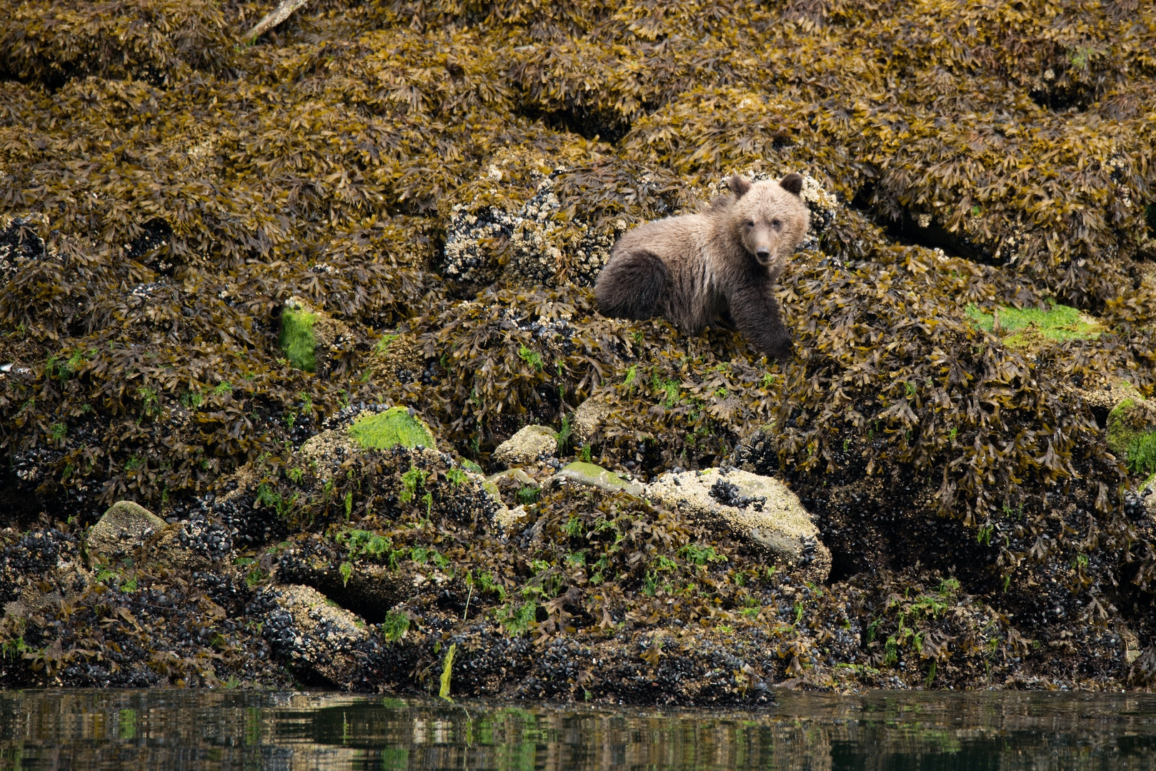 Junger Grizzlybär, Kanada