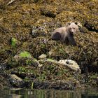 Junger Grizzlybär, Kanada