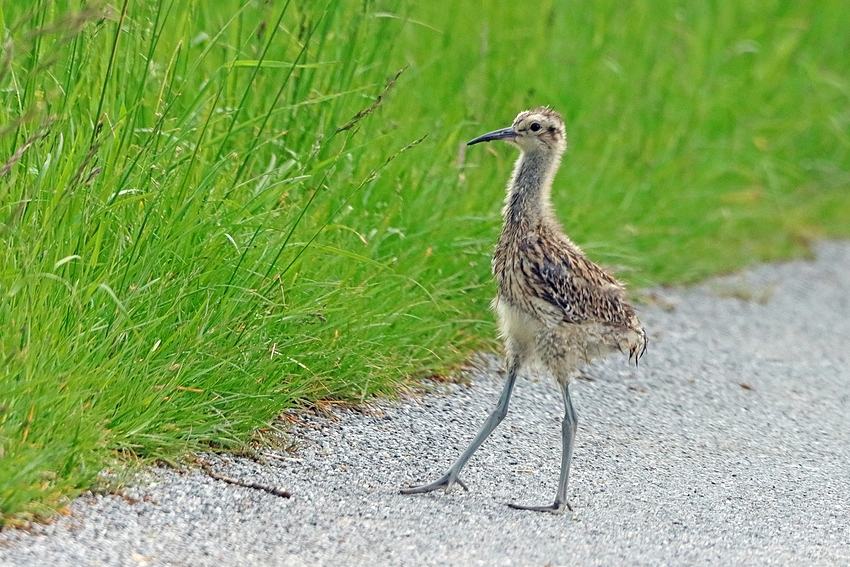 Junger Großer Brachvogel