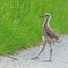 Junger Großer Brachvogel