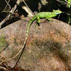 Junger grüner Basilisk