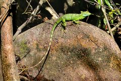 Junger grüner Basilisk