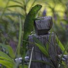 junger grüner Leguan