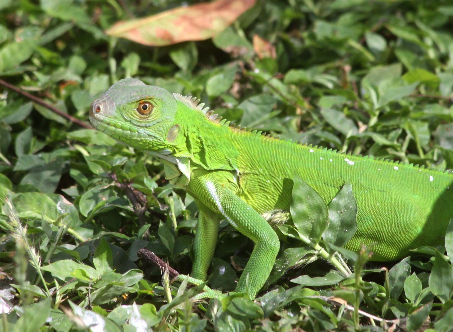 Junger Grüner Leguan