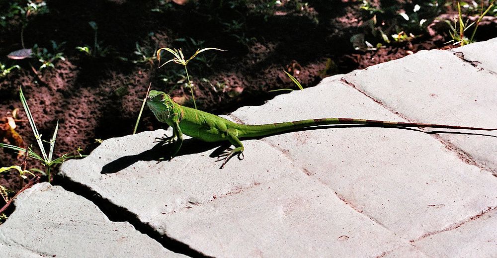  Junger Grüner Leguan (Iguana iguana)