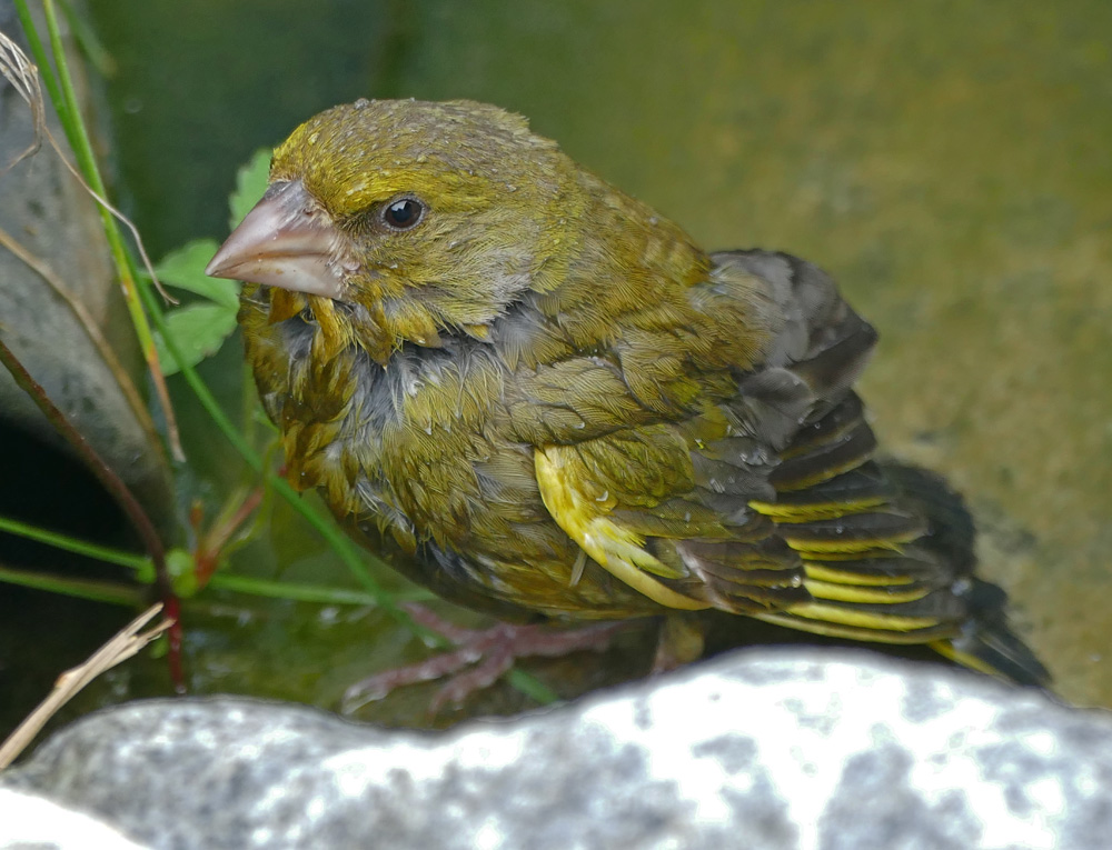 Junger Grünfink beim Baden.