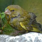 Junger Grünfink beim Baden.