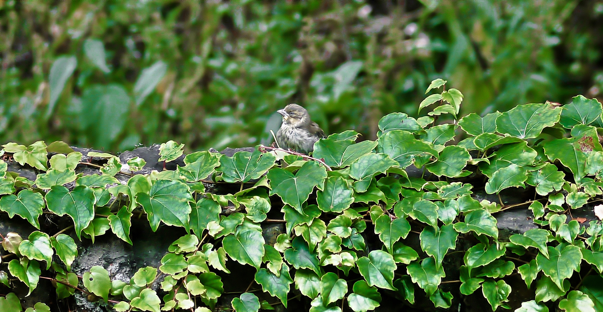 Junger Grünfink-Grünling (Chloris chloris) auf der Mauer - Warten auf die nächste Fütterung