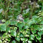 Junger Grünfink-Grünling (Chloris chloris) auf der Mauer - Warten auf die nächste Fütterung