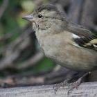 Junger Grünfink nach meiner Ansicht da die Altvögel mit dabei waren