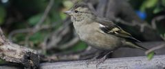 Junger Grünfink nach meiner Ansicht da die Altvögel mit dabei waren