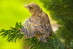 junger Grünling beim ersten Start