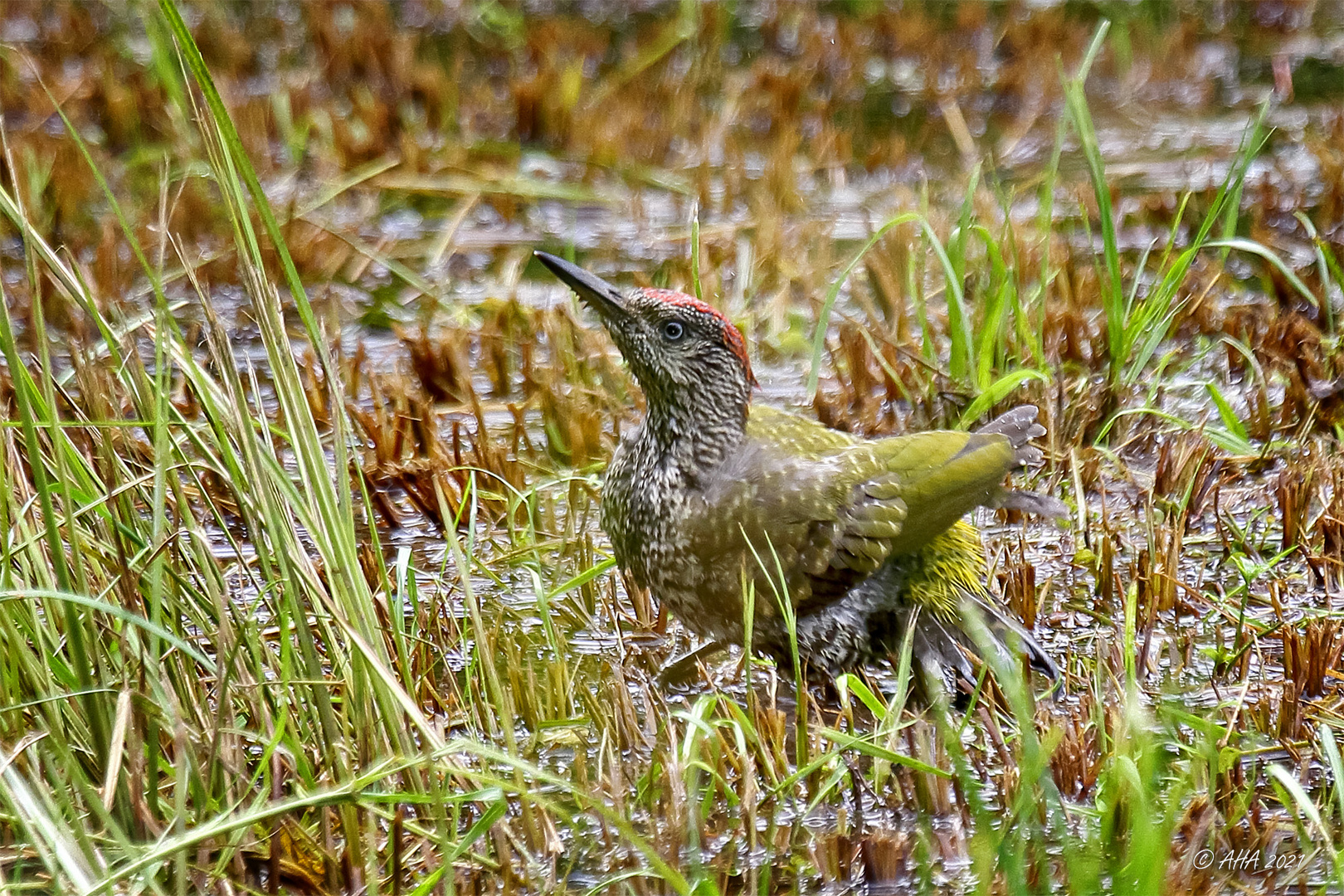 Junger Grünspecht beim Baden