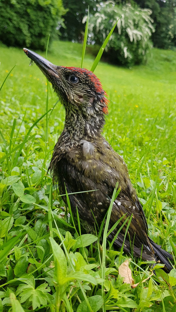 Junger Grünspecht