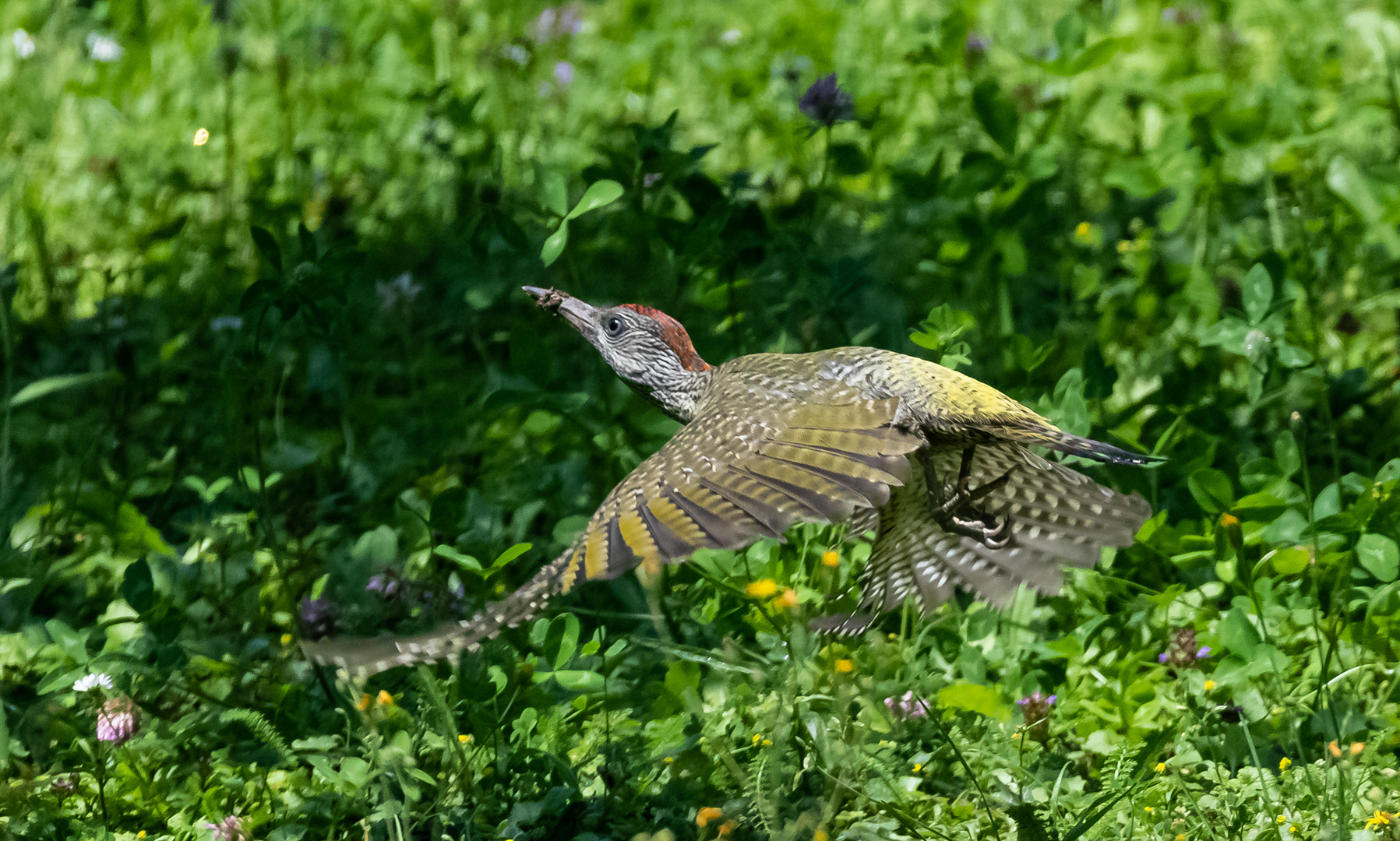 Junger Grünspecht im Flug