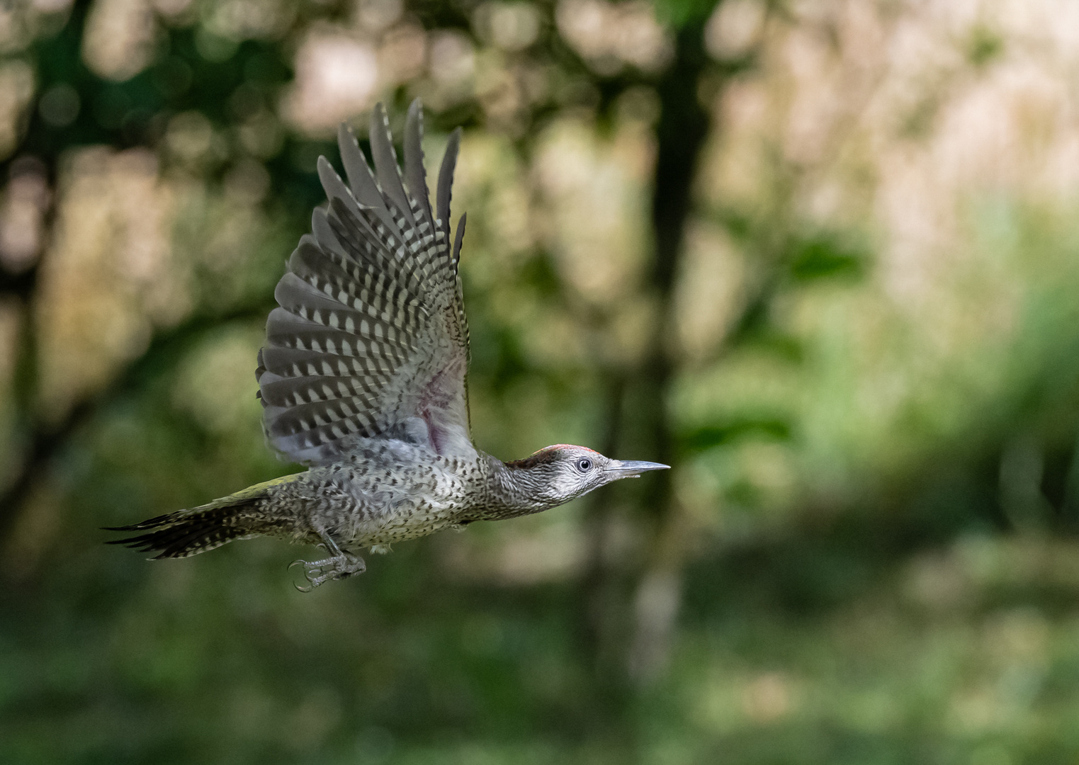 Junger Grünspecht im Flug