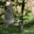 Junger Grünspecht im Flug