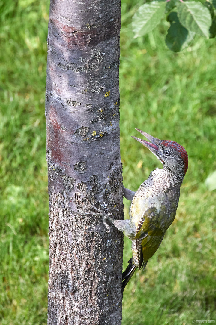 Junger Grünspecht im Garten am Zwetschgenstamm