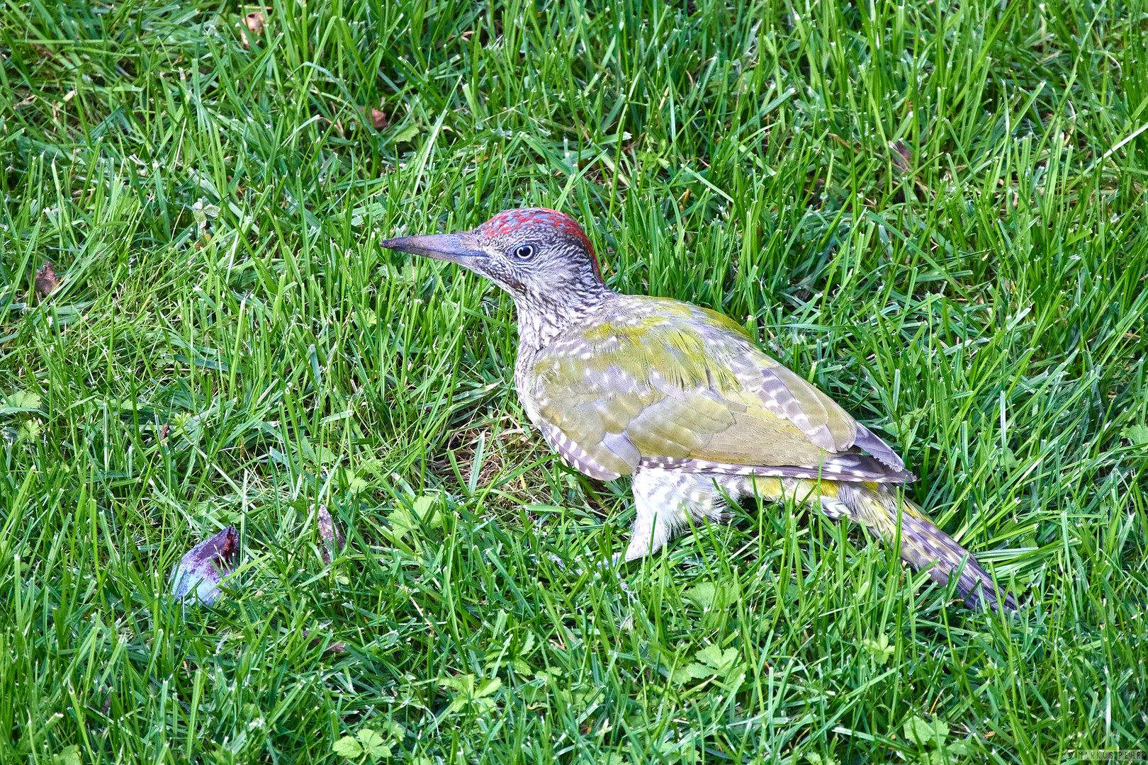 Junger Grünspecht im Garten auf dem Rasen