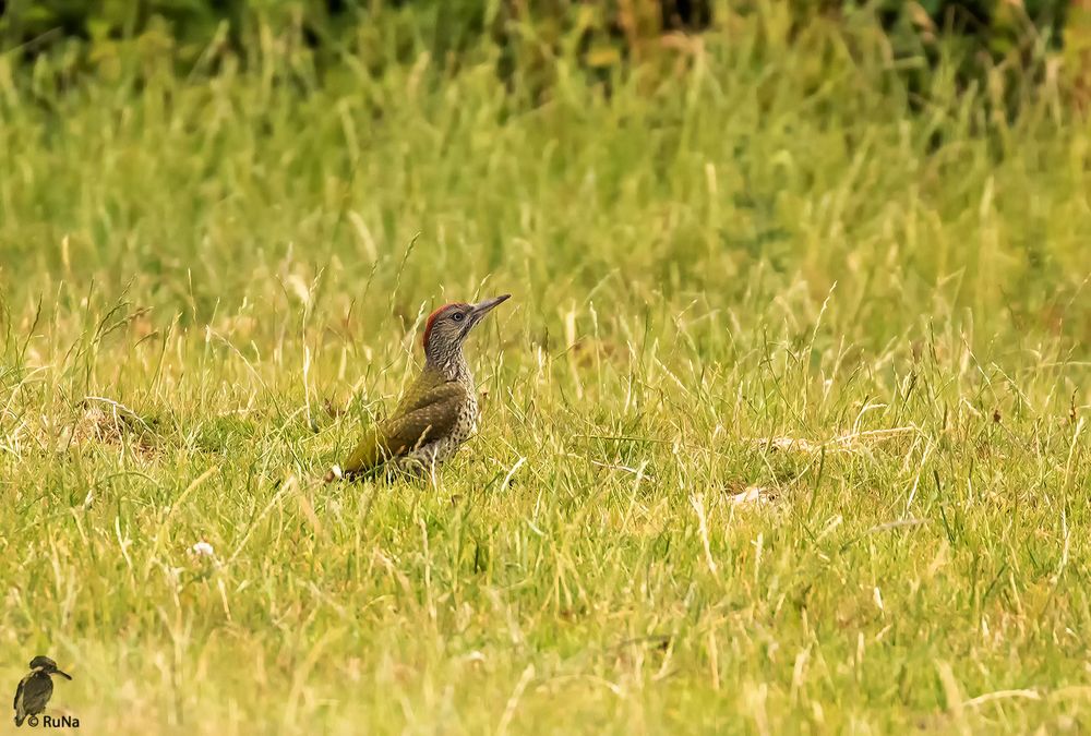 junger Grünspecht im Gras - 2