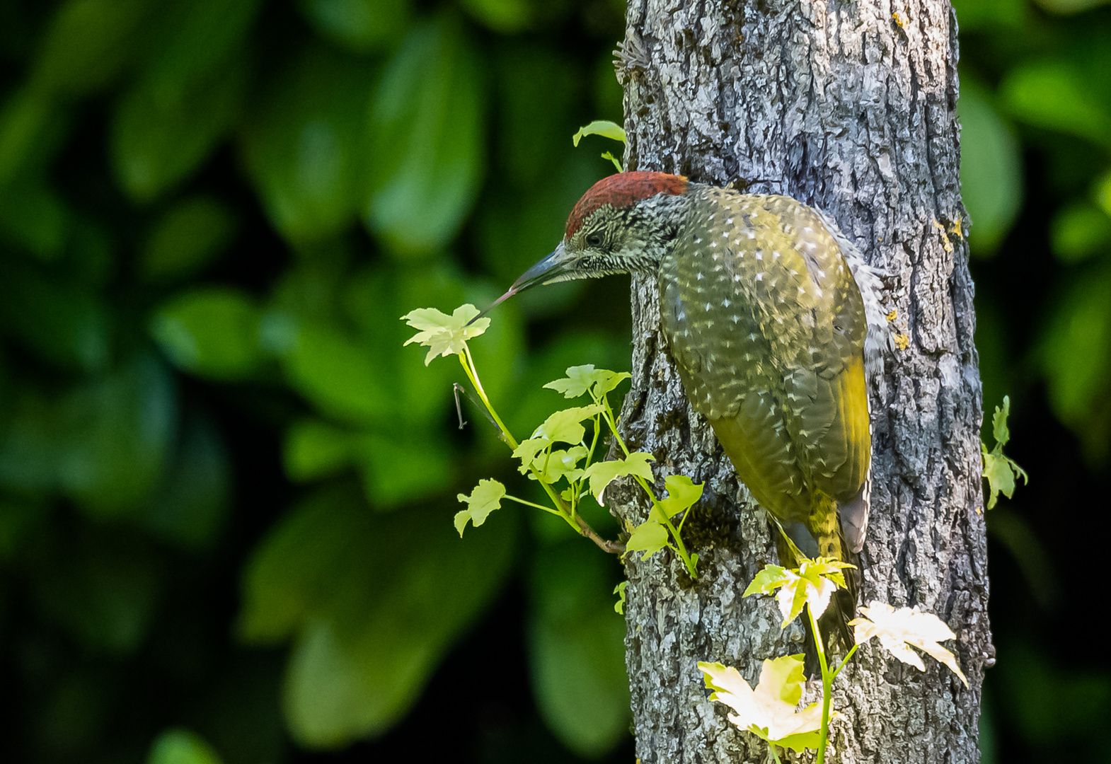 Junger Grünspecht in unserem Garten