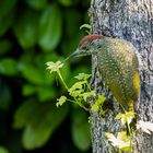 Junger Grünspecht in unserem Garten