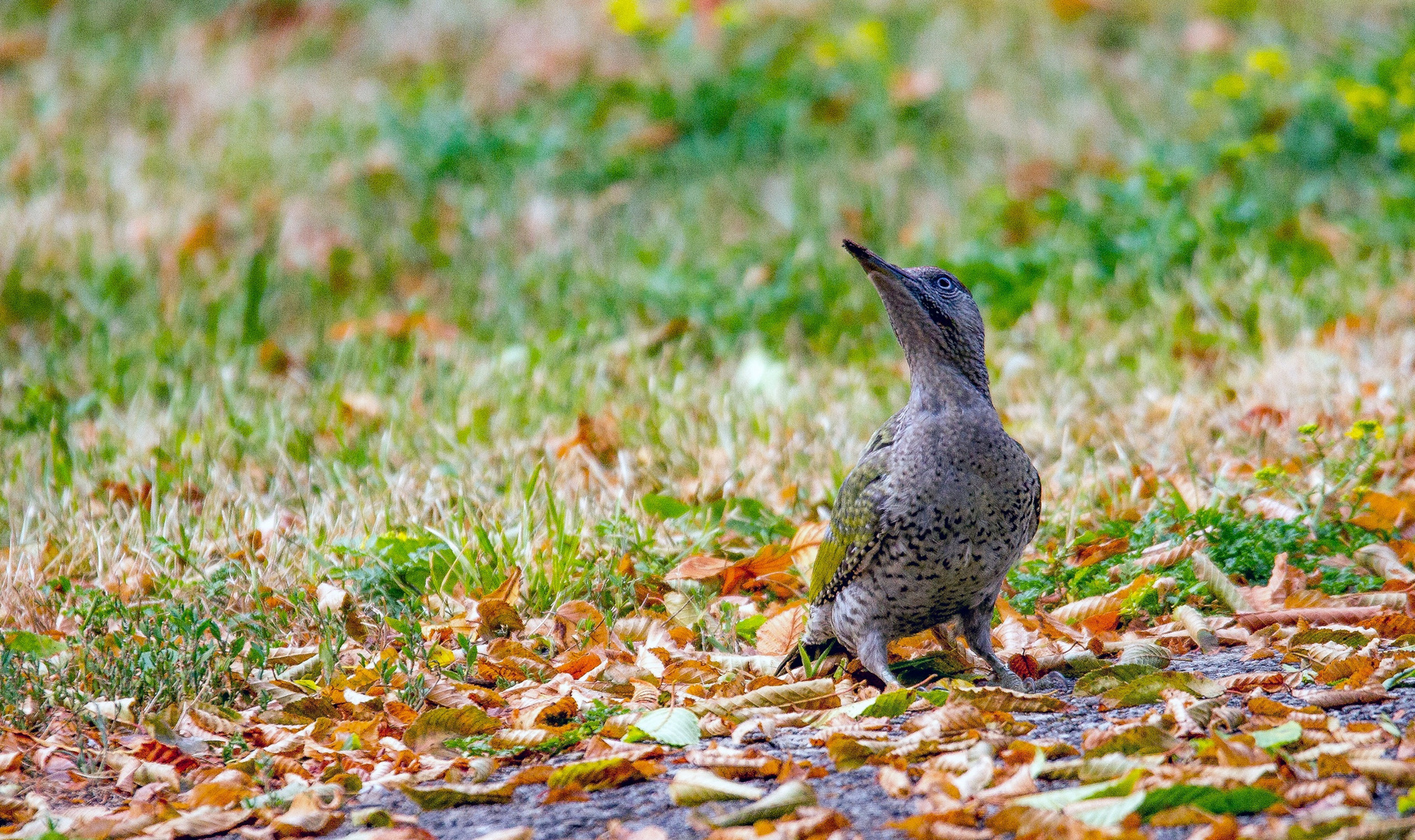 Junger  Grünspecht (Picus virdis)