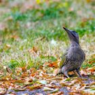 Junger  Grünspecht (Picus virdis)