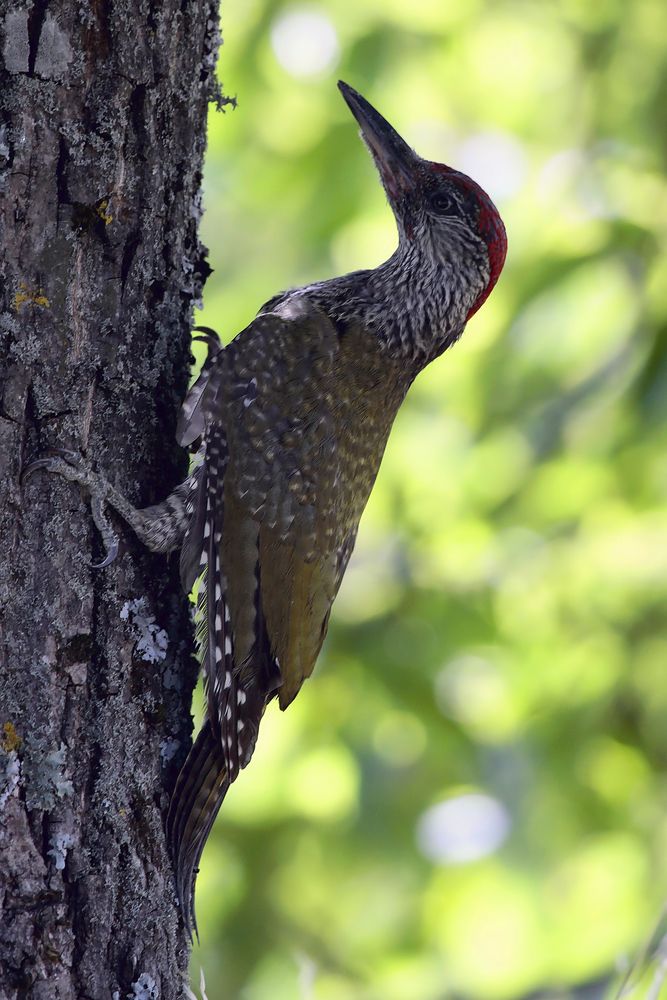 Junger Grünspecht (Picus viridis)