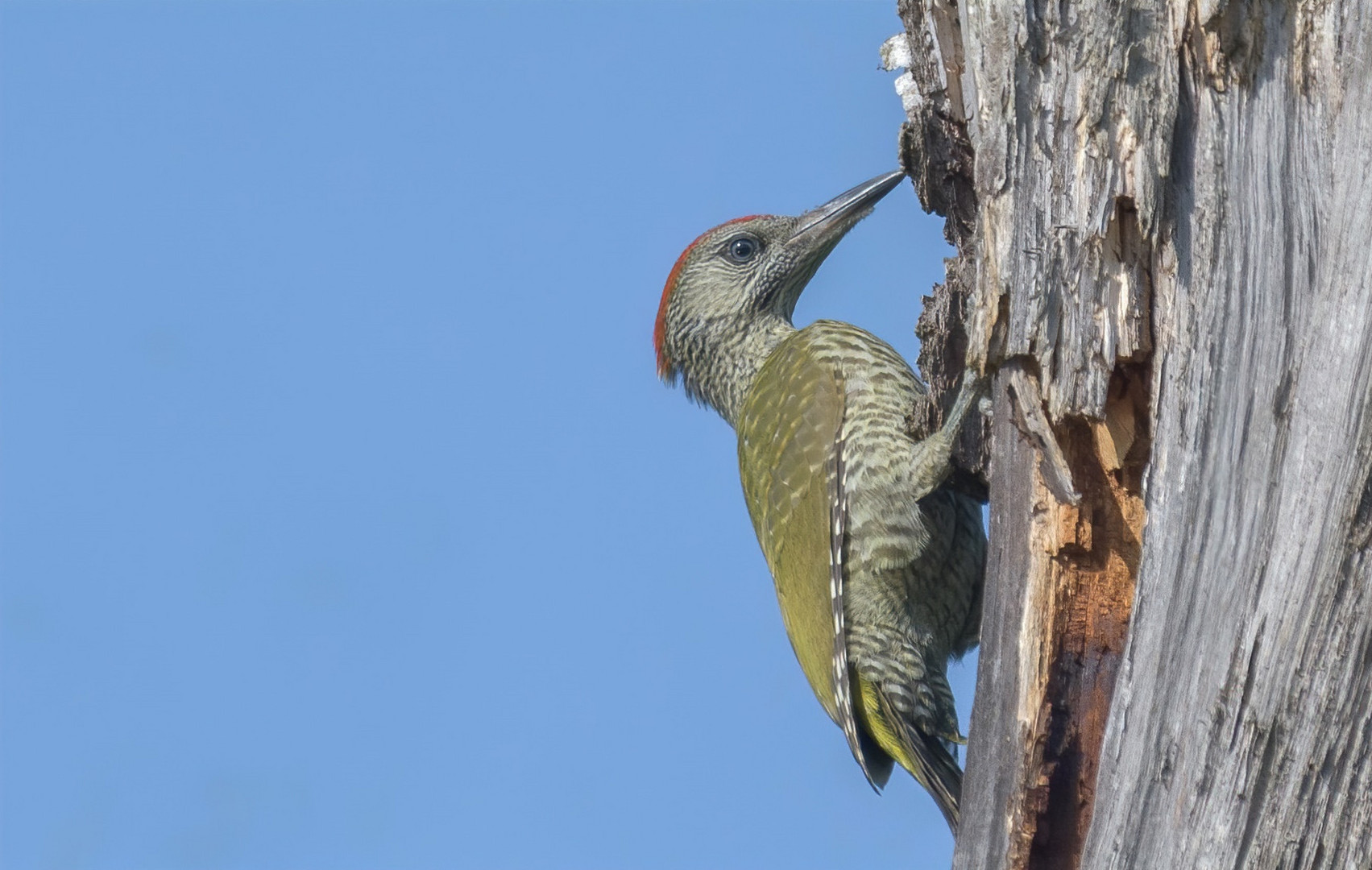 Junger Grünspecht (Picus viridis )