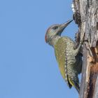 Junger Grünspecht (Picus viridis )