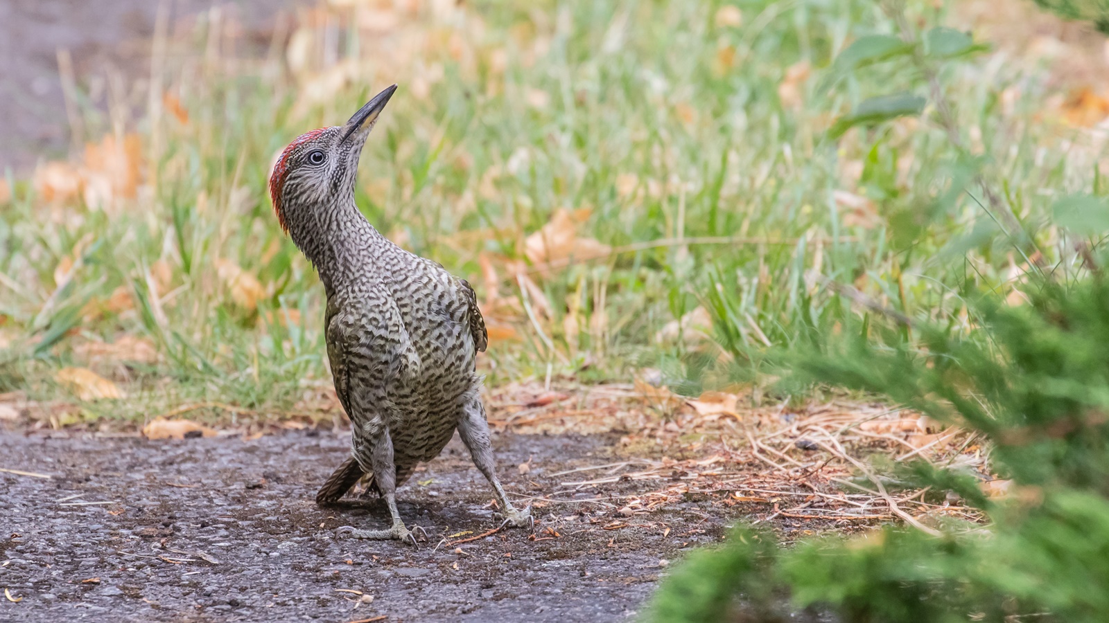 junger Grünspecht - Picus viridis - "verdutzt"