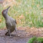 junger Grünspecht - Picus viridis - "verdutzt"