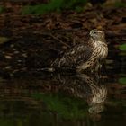 junger Habicht (Accipiter gentilis) ...