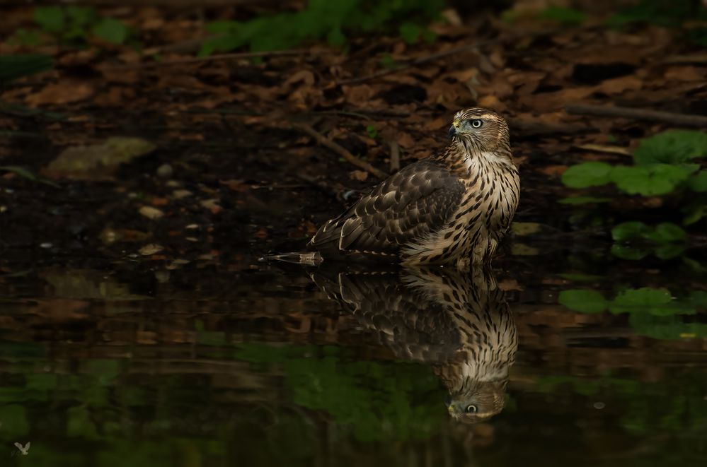 junger Habicht (Accipiter gentilis) ...