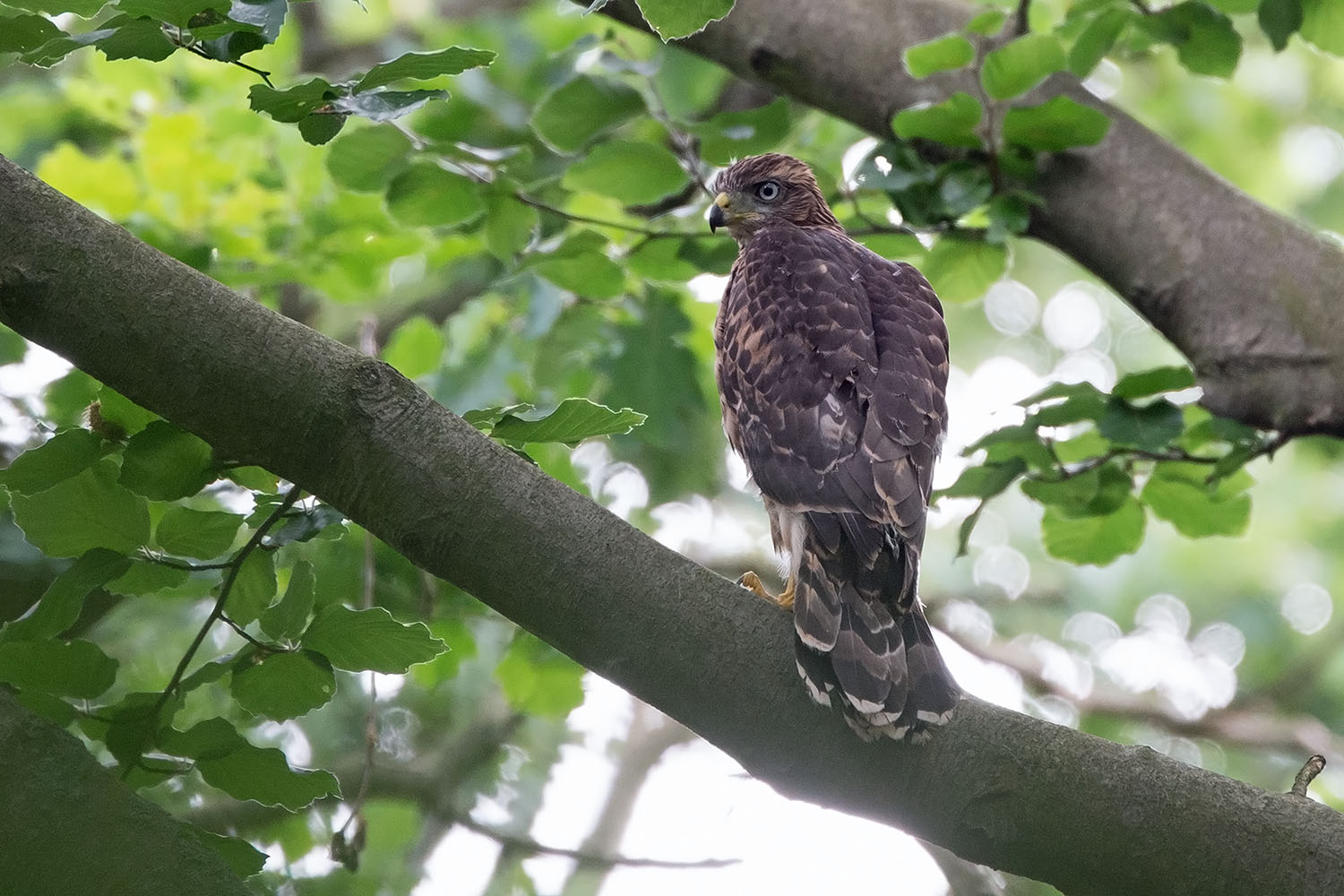 Junger Habicht im Laubwald