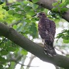 Junger Habicht im Laubwald